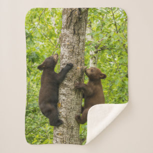Couverture Sherpa Oursons de l'ours noir grimpant à l'arbre
