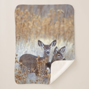 Couverture Sherpa Paire de cerfs mulet sauvages   Californie