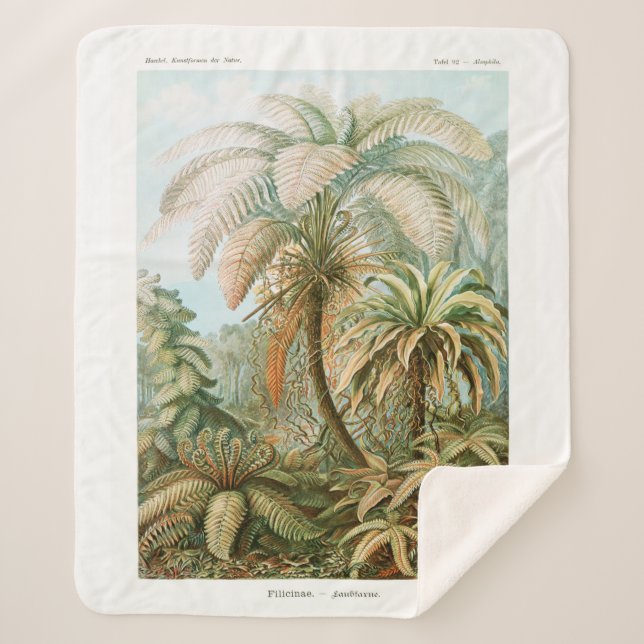 Couverture Sherpa Palm Tree Ernst Haeckel (Devant)