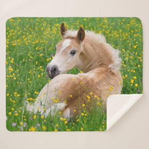 Couverture Sherpa Poulain mignon de cheval de Haflinger se reposant