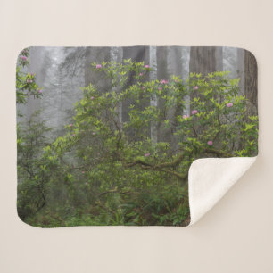 Couverture Sherpa Rhododendron dans le parc national de Redwood en C