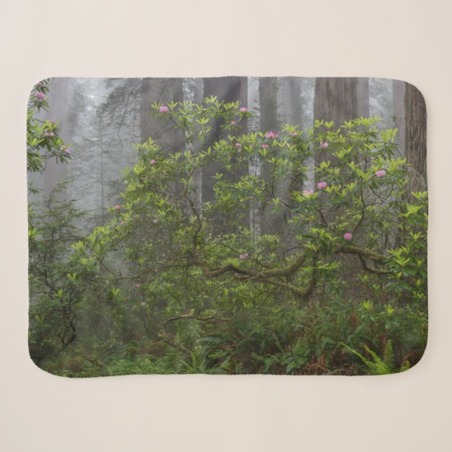 Couverture Sherpa Rhododendron dans le parc national Redwood en Cali (Devant (Horizontal))
