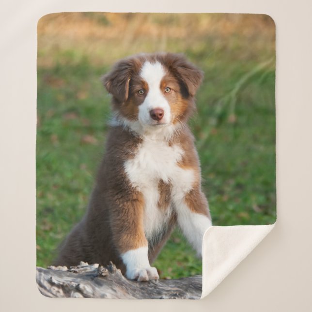 Couverture Sherpa Tri photo australienne rouge mignonne de chiot de (Devant)