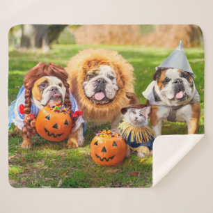 Couverture Sherpa Trois Bulldogs en costumes