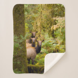 Couverture Sherpa Trois vaches élans de Roosevelt regardant la vue