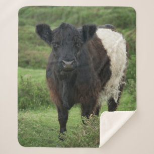 Couverture Sherpa Vache galloway à ceinture