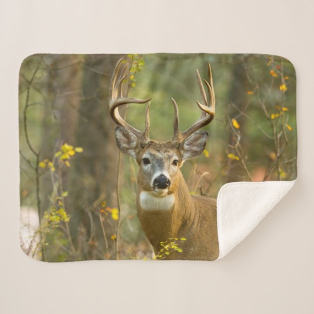Couverture Sherpa Whitetail Deer Buck | Corégone, Montana (Devant (Horizontal))
