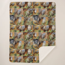 Wombat photo collage