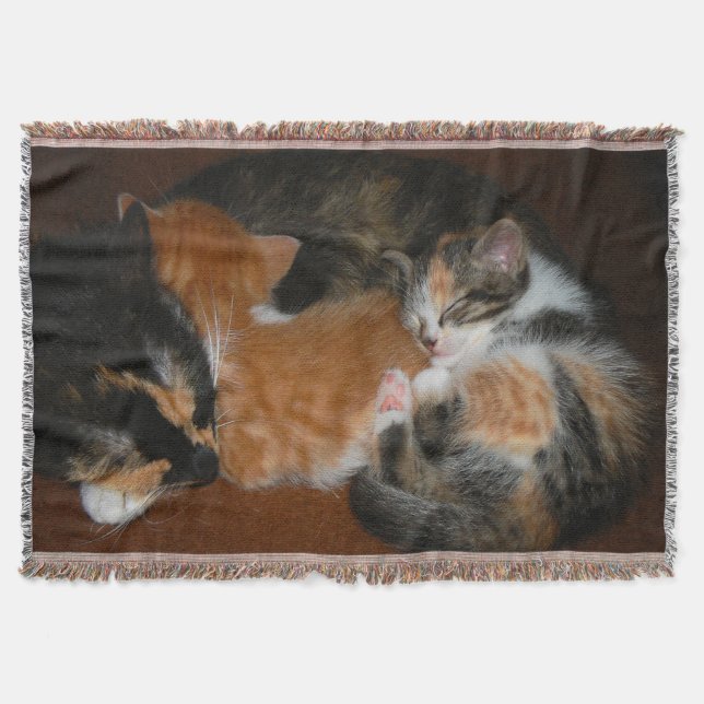 Couverture Sleepy kittens (Devant)