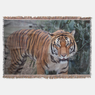 Couverture Tigre