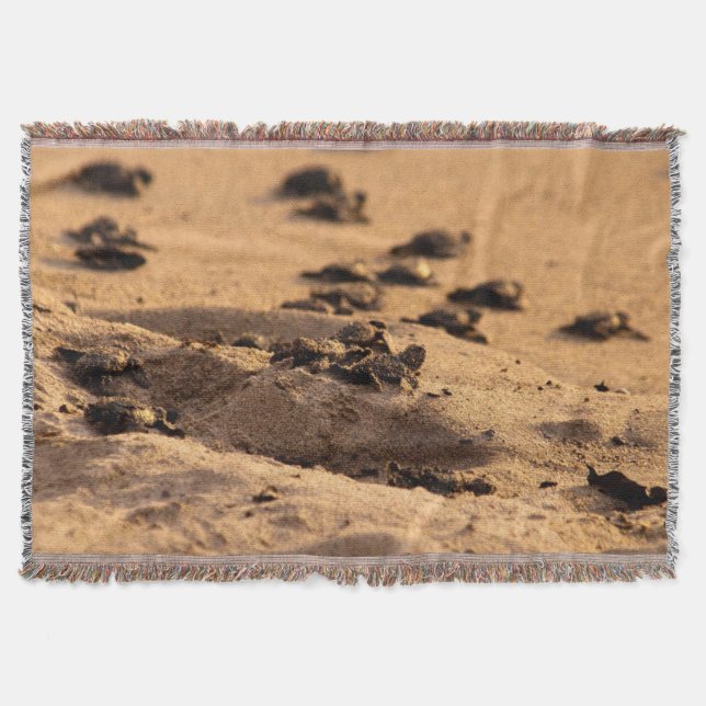 Couverture Tortues de mer (Devant)