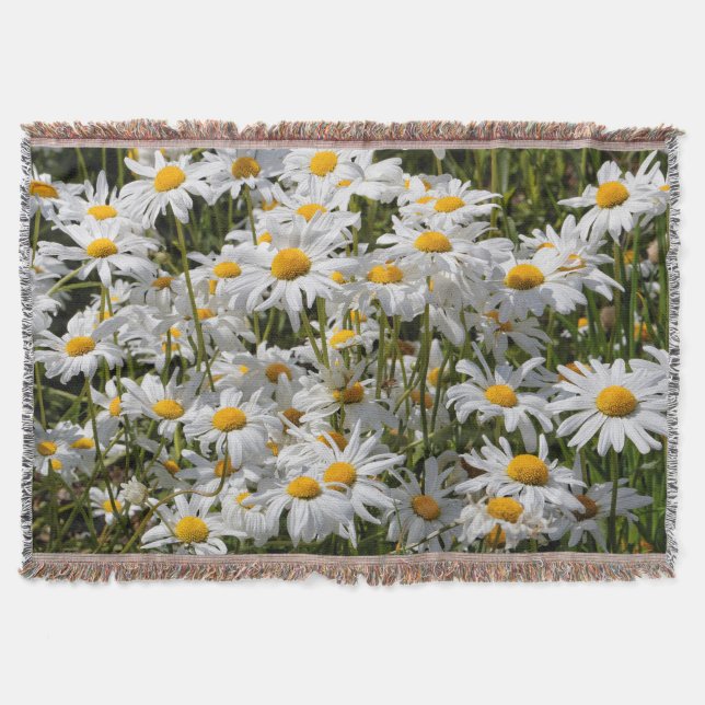 Couverture Un champ de marguerites oculaires lors d'une journ (Devant)