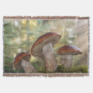 Couverture USA, Washington, Seabeck. Leccinum Insigne