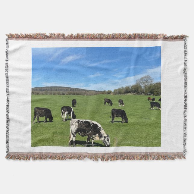 Couverture Vaches noires et blanches pâturage dans la couvert (Devant)