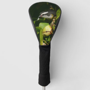 Couvre-club De Golf Bananaquit Bird Mange Photographie tropicale