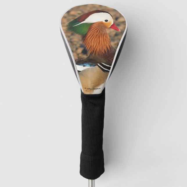 Couvre-club De Golf Beau canard Mandarin sur les rochers (Devant)