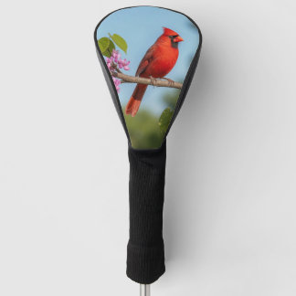 Couvre-club De Golf Cardinal sur une branche de Redbud