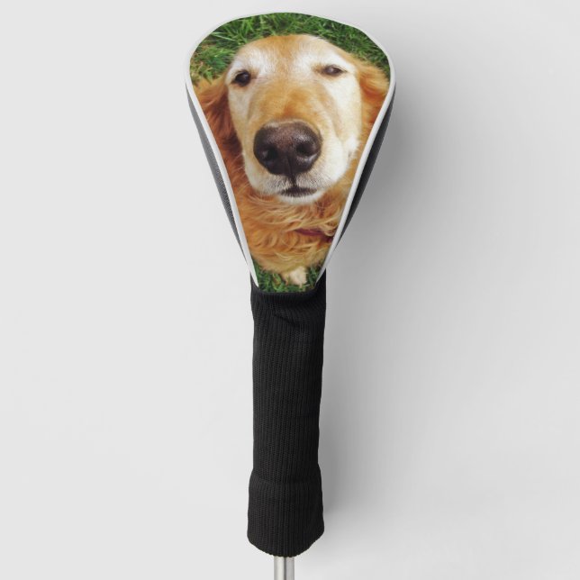 Couvre-club De Golf Golden Retriever (Devant)