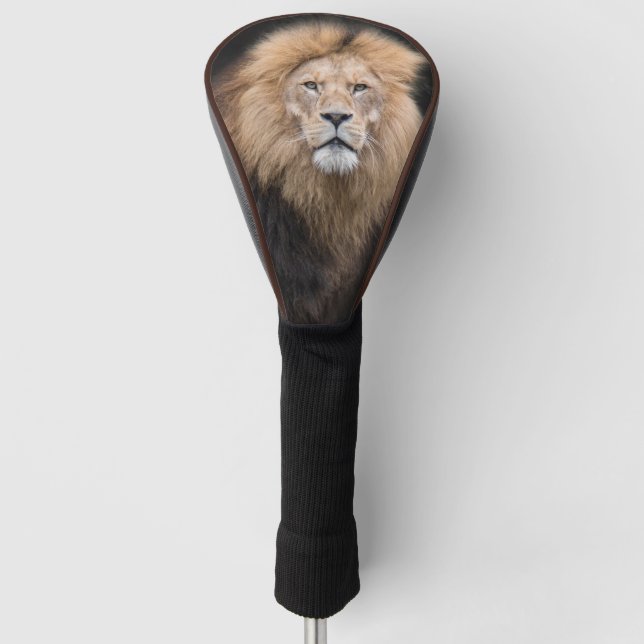 Couvre-club De Golf Portrait de plan rapproché d'un lion masculin (Devant)