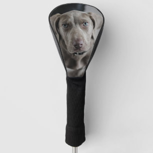 Couvre-club De Golf weimaraner-chiot