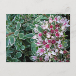 Couvre-sol-Rose Postkarte