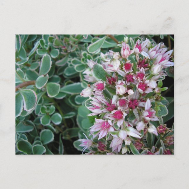 Couvre-sol-Rose Postkarte (Vorderseite)