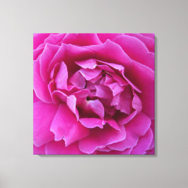 Coveted Rose Stretched Canvas Print Leinwanddruck