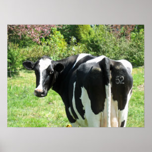 Cow 52 vous regarde Photo Poster Art
