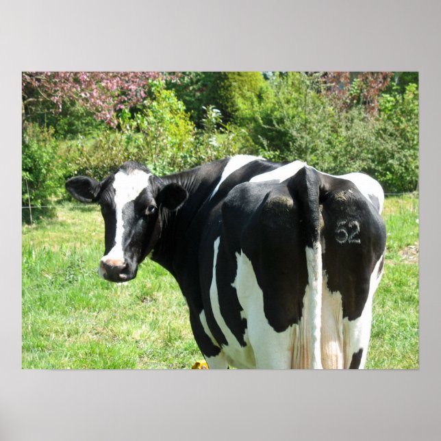 Cow 52 vous regarde Photo Poster Art (Devant)