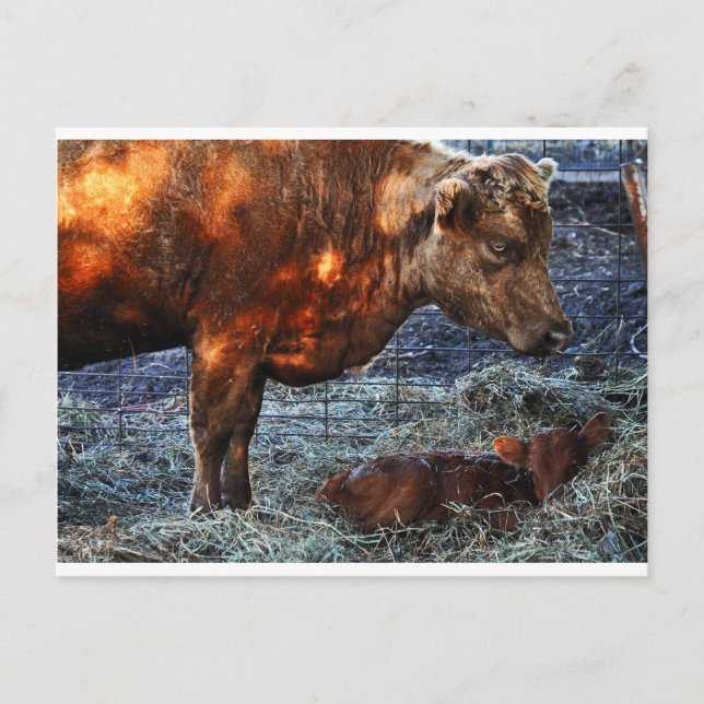 Cow and Calf - Postcard Postkarte (Vorderseite)