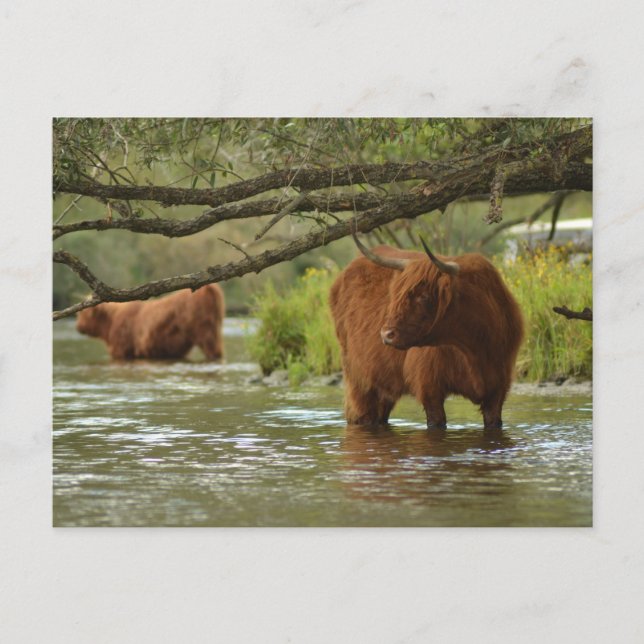 Cow card standing in the water Biesbosch Postkarte (Vorderseite)
