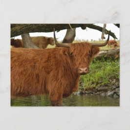 Cow card standing in the water postkarte