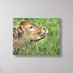 COW LEINWANDDRUCK