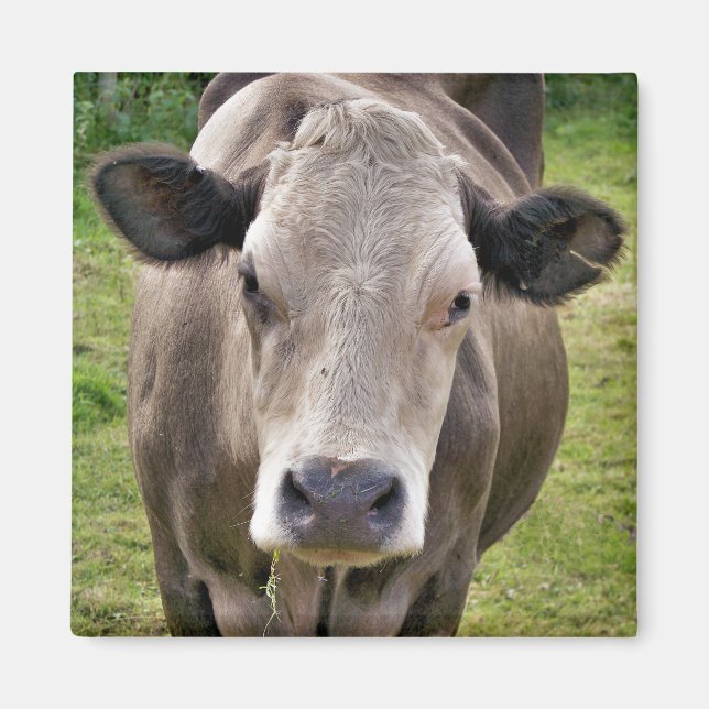 COW MAGNET (Vorne)