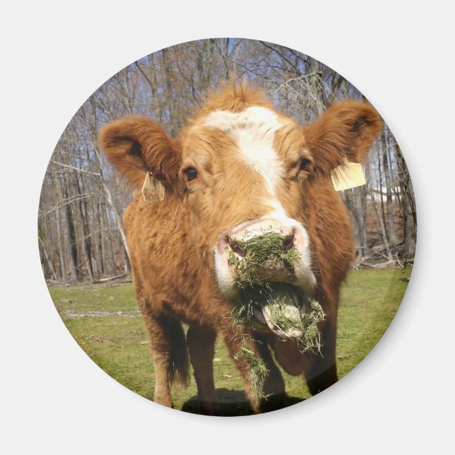 Cow Magnet (Vorne)