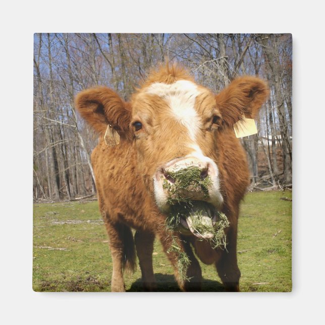 Cow Magnet (Vorne)