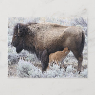 Cow Nursing Bison Calf, Yellowstone Postkarte