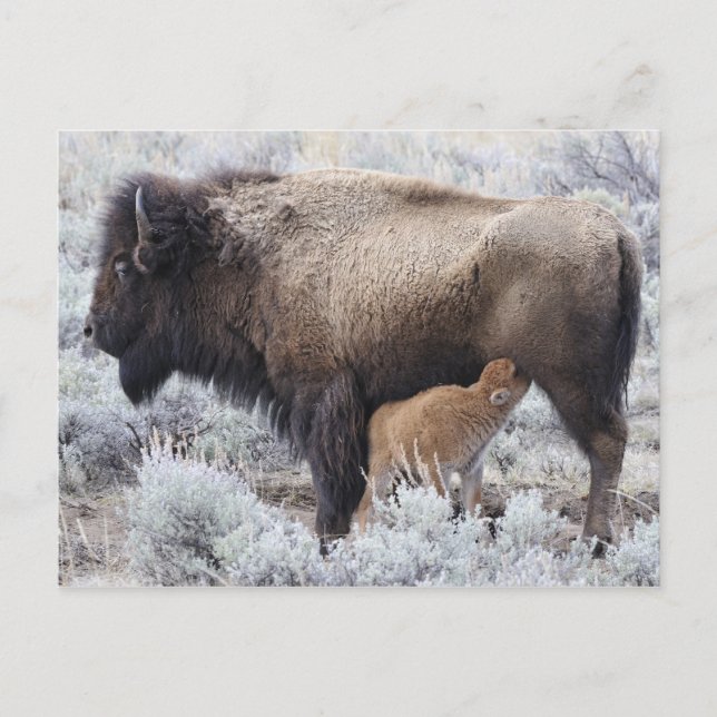 Cow Nursing Bison Calf, Yellowstone Postkarte (Vorderseite)