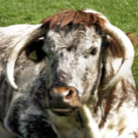 COW OVALE GÜRTELSCHNALLE<br><div class="desc">Ein fotografisches Design einer englischen Longhorn Kuh eine braune und weiße Rasse von Rindern.</div>