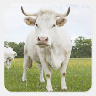 Cow standing in grassy field quadratischer aufkleber