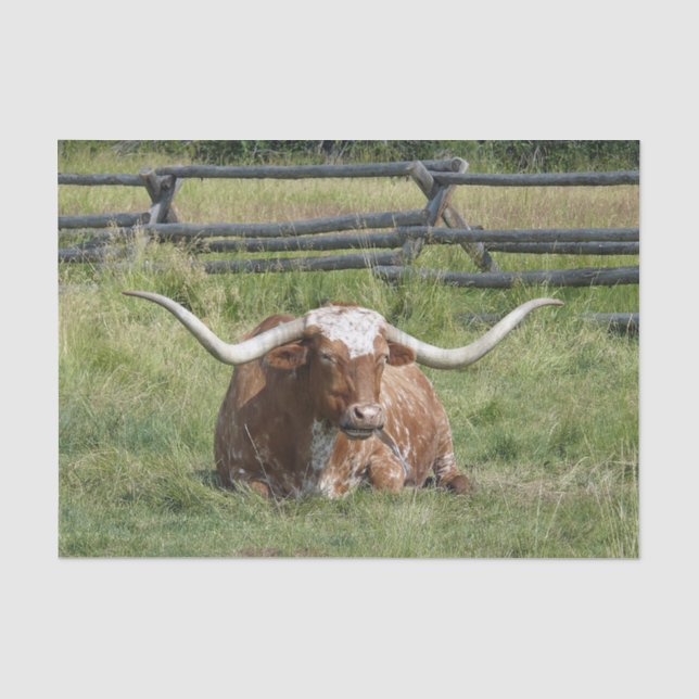 Cow Texas Longhorn Foto Seidenpapier (Vorderseite)