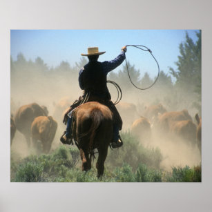 Cowboy auf Pferd mit Brille, der Rinder fährt Poster