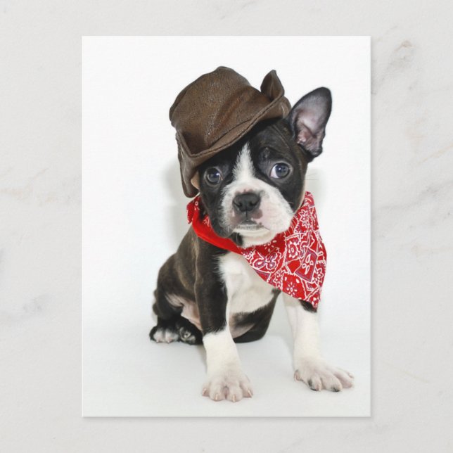 Cowboy Boston Postkarte (Vorderseite)
