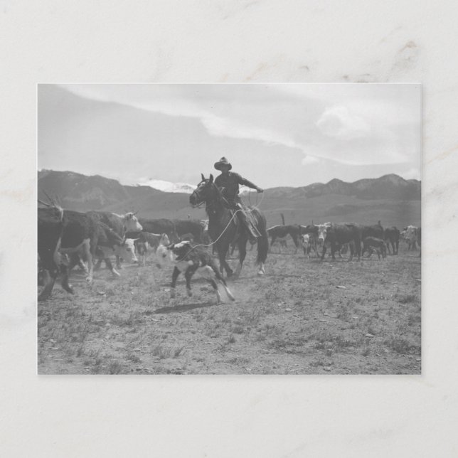 Cowboy, der ein Kalb für das Frühjahrsmarkieren an Postkarte (Vorderseite)