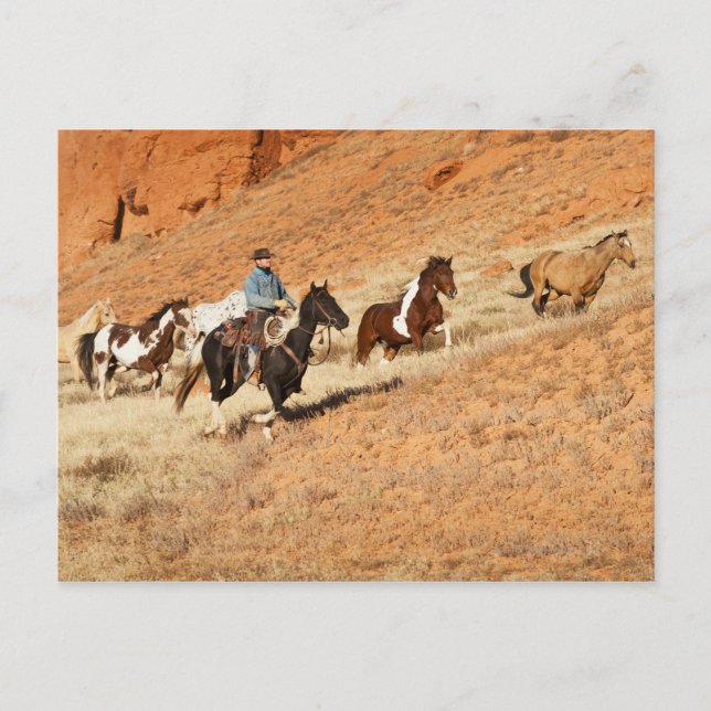Cowboy-Herdenpferde Postkarte (Vorderseite)