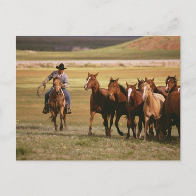 Cowboy Herding auf der Ranch Postkarte (Vorderseite)