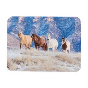 Cowboy Horse Drive auf der Hideout Ranch Magnet
