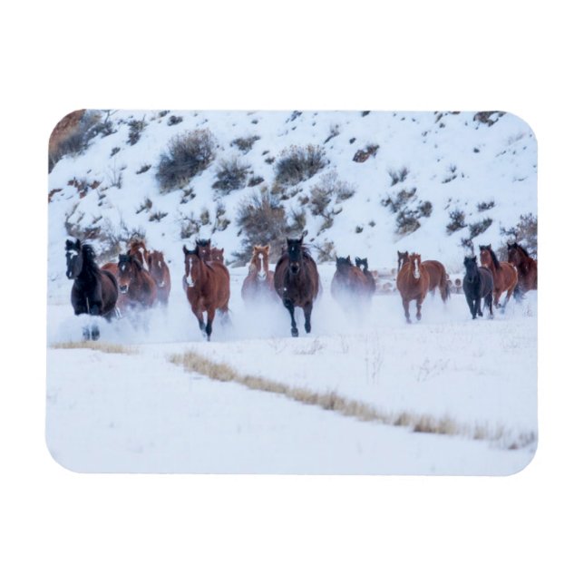 Cowboy Horse Drive | Hideout Ranch Muschel, Wyomin Magnet (Horizontal)