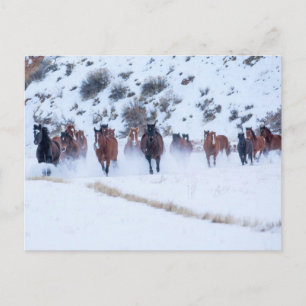 Cowboy Horse Drive   Hideout Ranch Muschel, Wyomin Postkarte