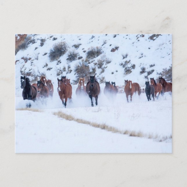 Cowboy Horse Drive | Hideout Ranch Muschel, Wyomin Postkarte (Vorderseite)